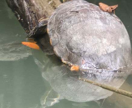 Monkey Mangrove Tour-克波斯必去景点