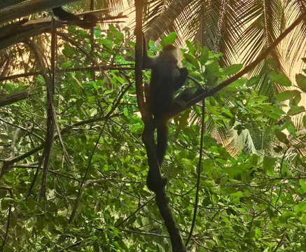 Monkey Mangrove Tour-克波斯必去景点