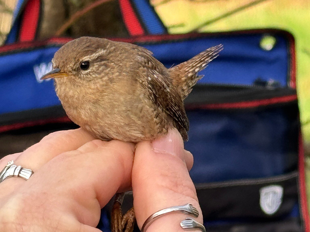 Wild New Forest Guided Tours-利明顿必去景点