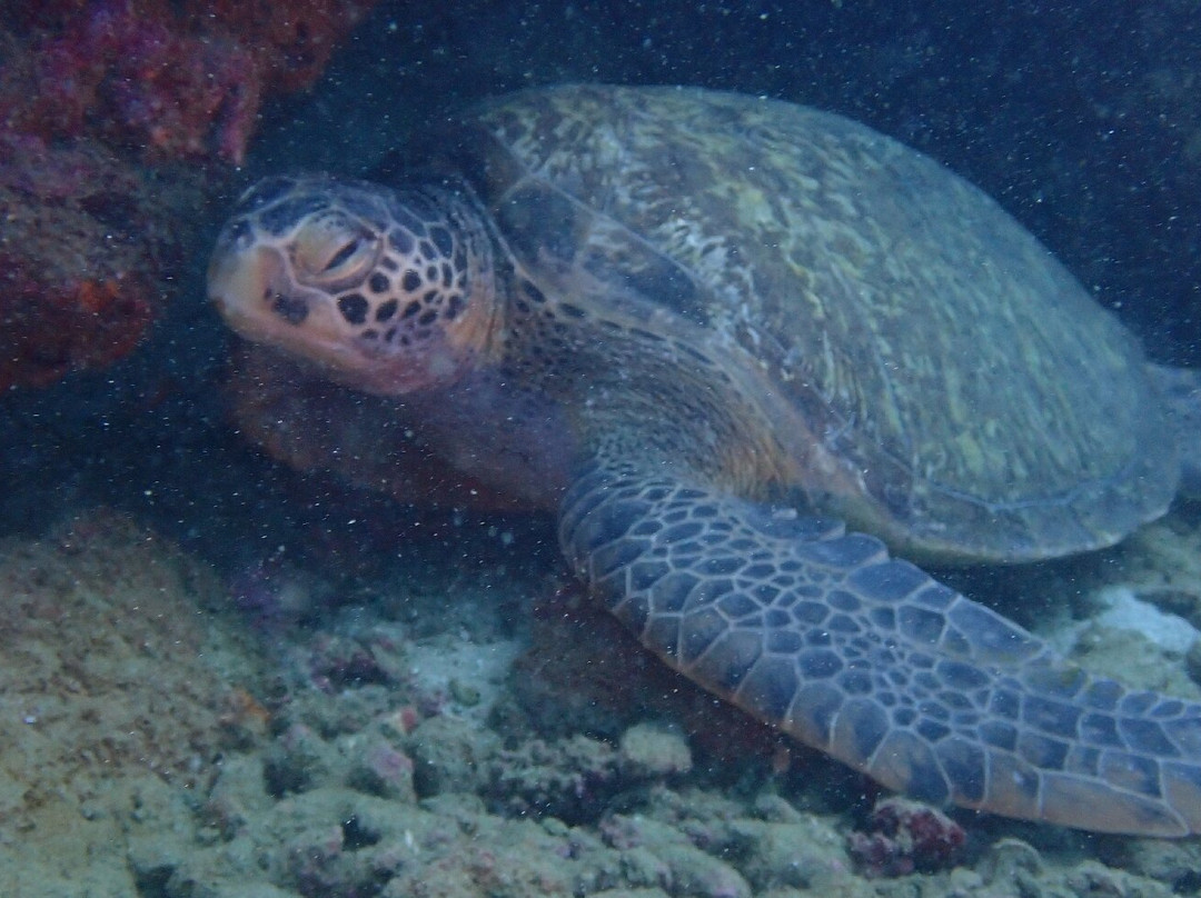 Caño Divers-德雷克湾必去景点