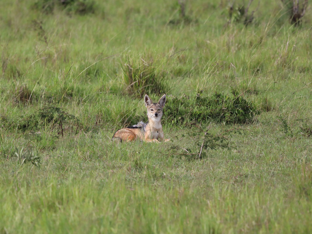 Siraam Tours and Travels-内罗毕必去景点