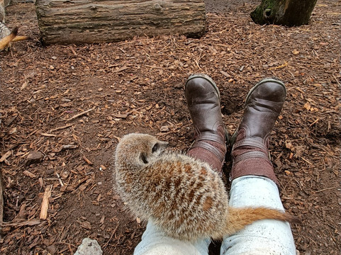Hoo Zoo And Dinosaur World-特尔福德必去景点