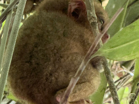 菲律宾眼镜猴及野生动物保护区-Corella必去景点