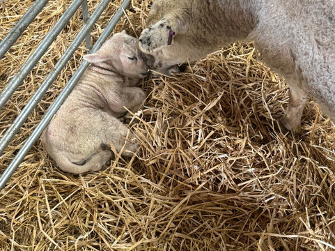 Walnut Tree Farm Park-St. Brides Wentlooge必去景点