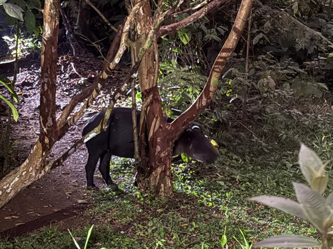 Tapir Valley Nature Reserve-Bijagua de Upala必去景点