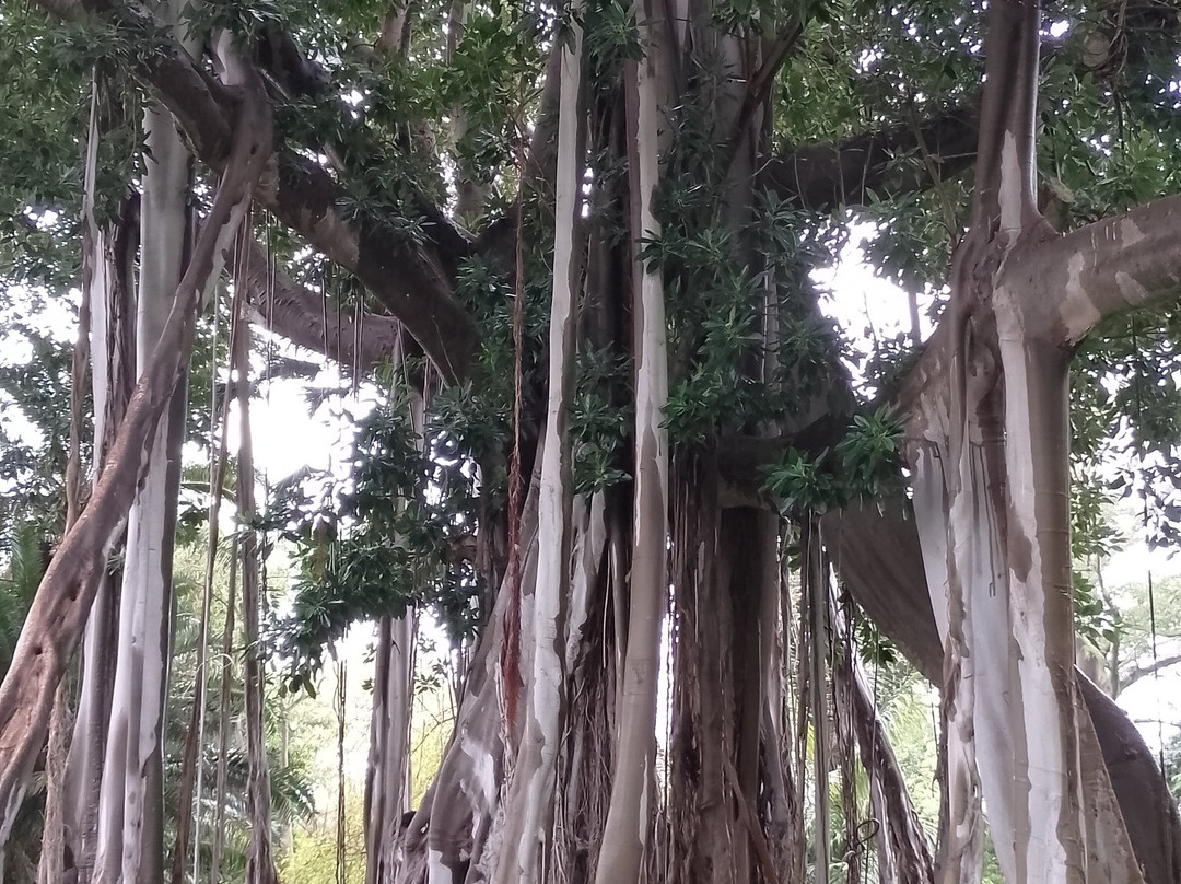 Botanischer Garten-德拉克鲁兹索尔港必去景点