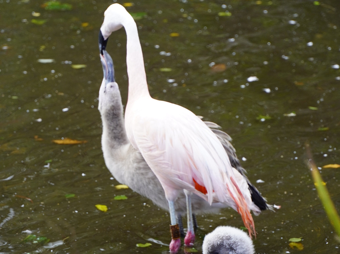Curraghs Wildlife Park-Ballaugh必去景点