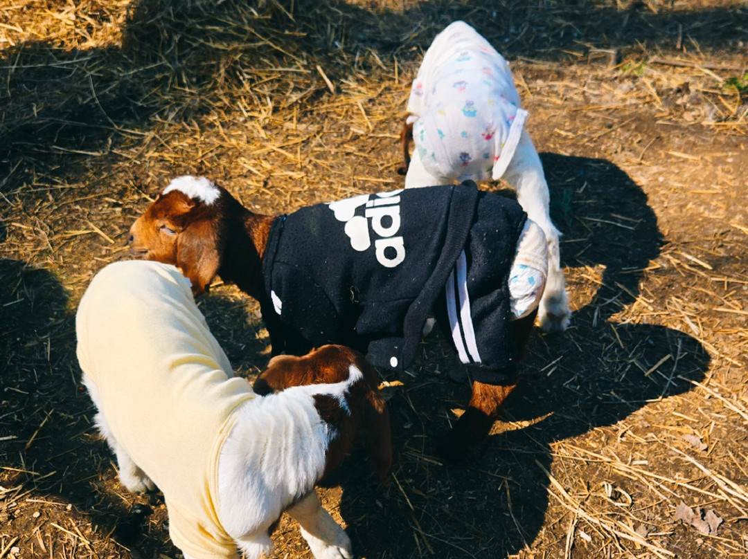 Ye Olde Goat Farm-Murphy必去景点
