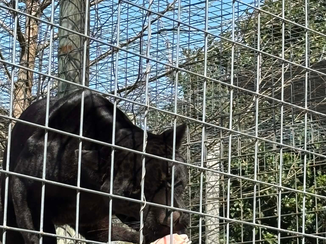 Carson Springs Wildlife Conservation Foundation-盖恩斯维尔必去景点