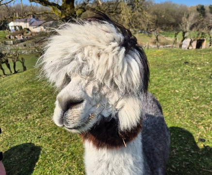 Woolly Experiences Therapy Farm-Mold必去景点