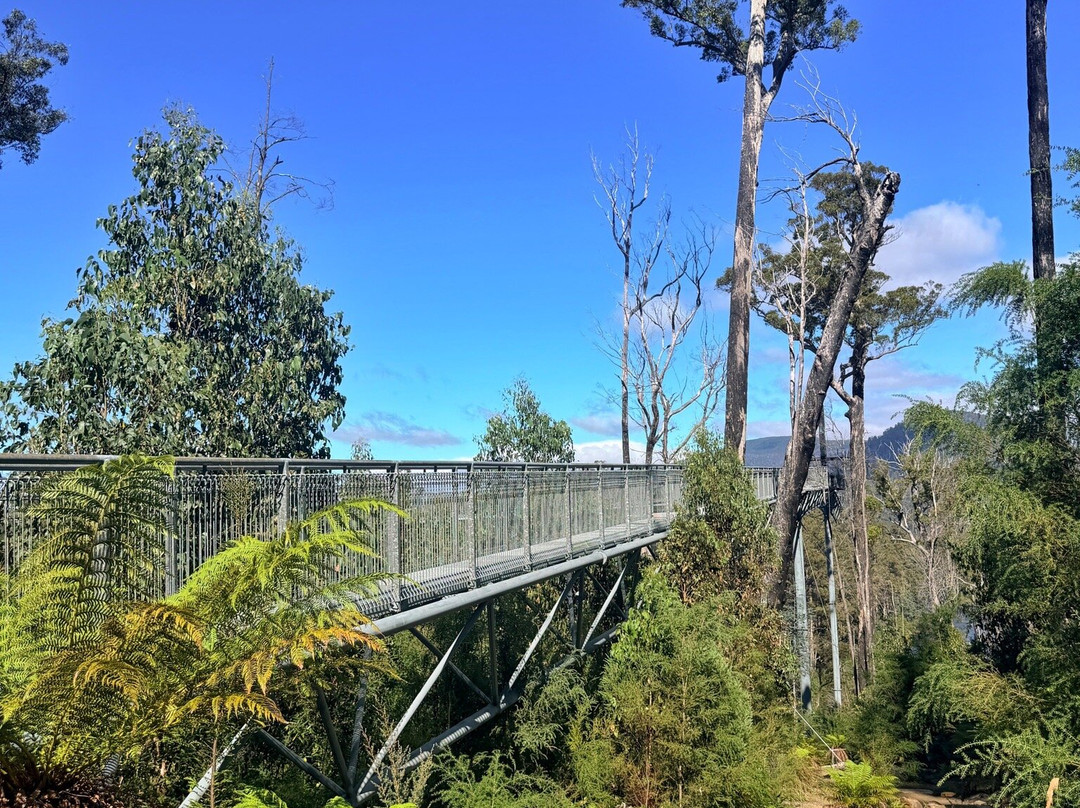 Tahune Adventures-Geeveston必去景点