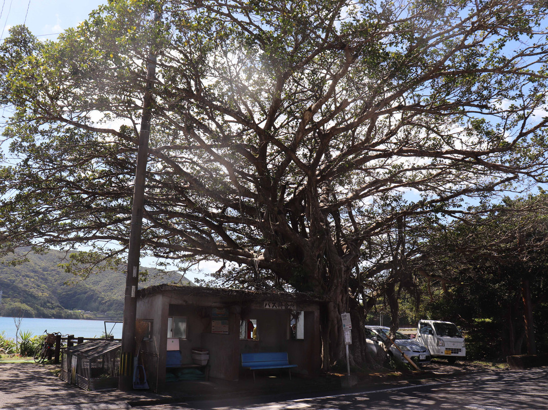 Banyan Tree-宇检村必去景点