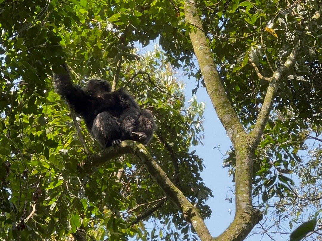 Taffies Safaris-坎帕拉必去景点