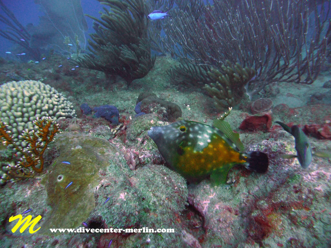 Divecenter Merlin-苏莎亚必去景点