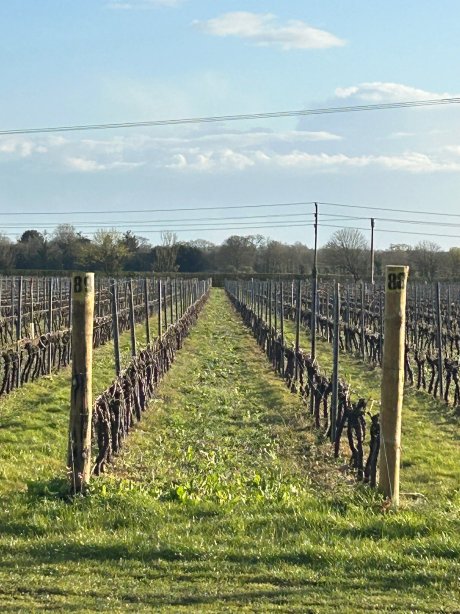 廷伍德葡萄园山林小屋-官方