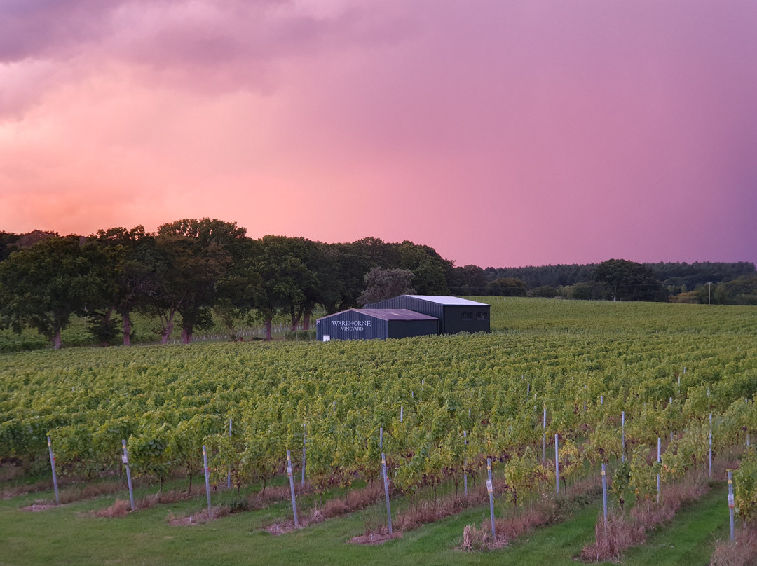 Warehorne Vineyard