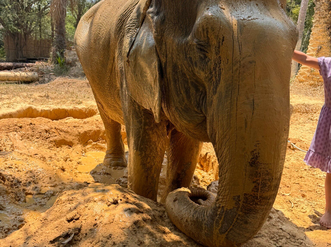 Lanta Elephant Sanctuary-兰塔岛必去景点