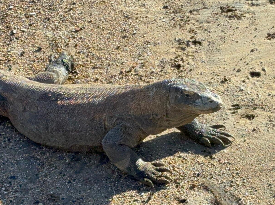 East Indonesia Trip-Labuan Bajo必去景点