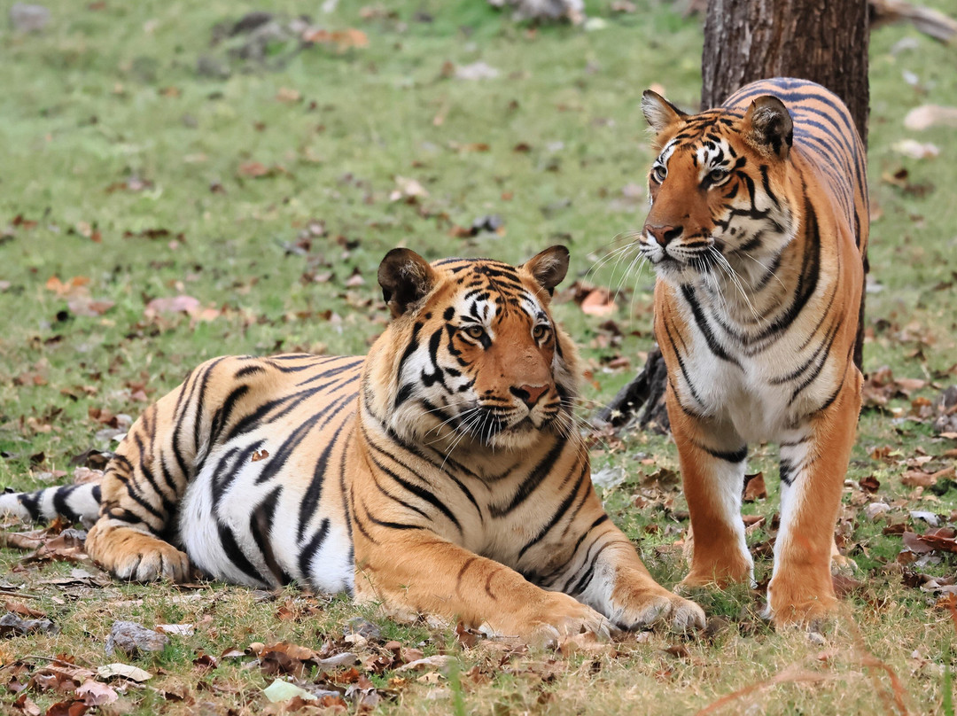 潘趣丛林营地酒店主图