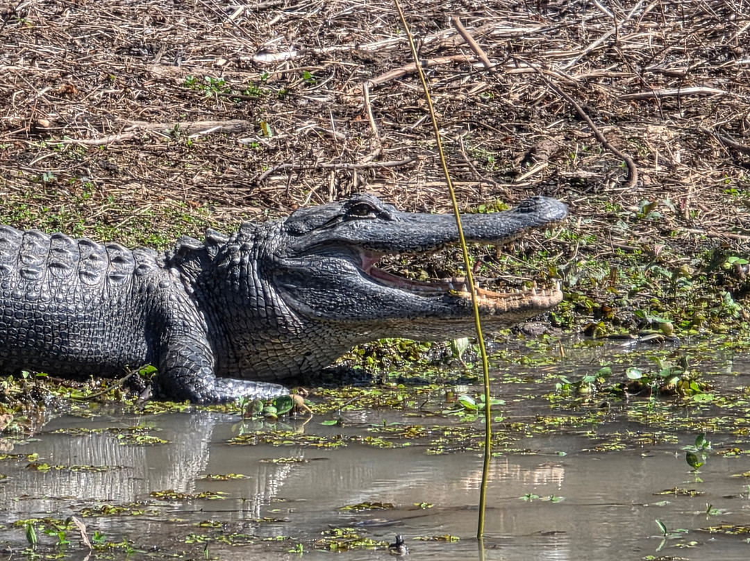 Atchafalaya Basin Landing & Airboat Swamp Tours-布里奥克斯桥必去景点