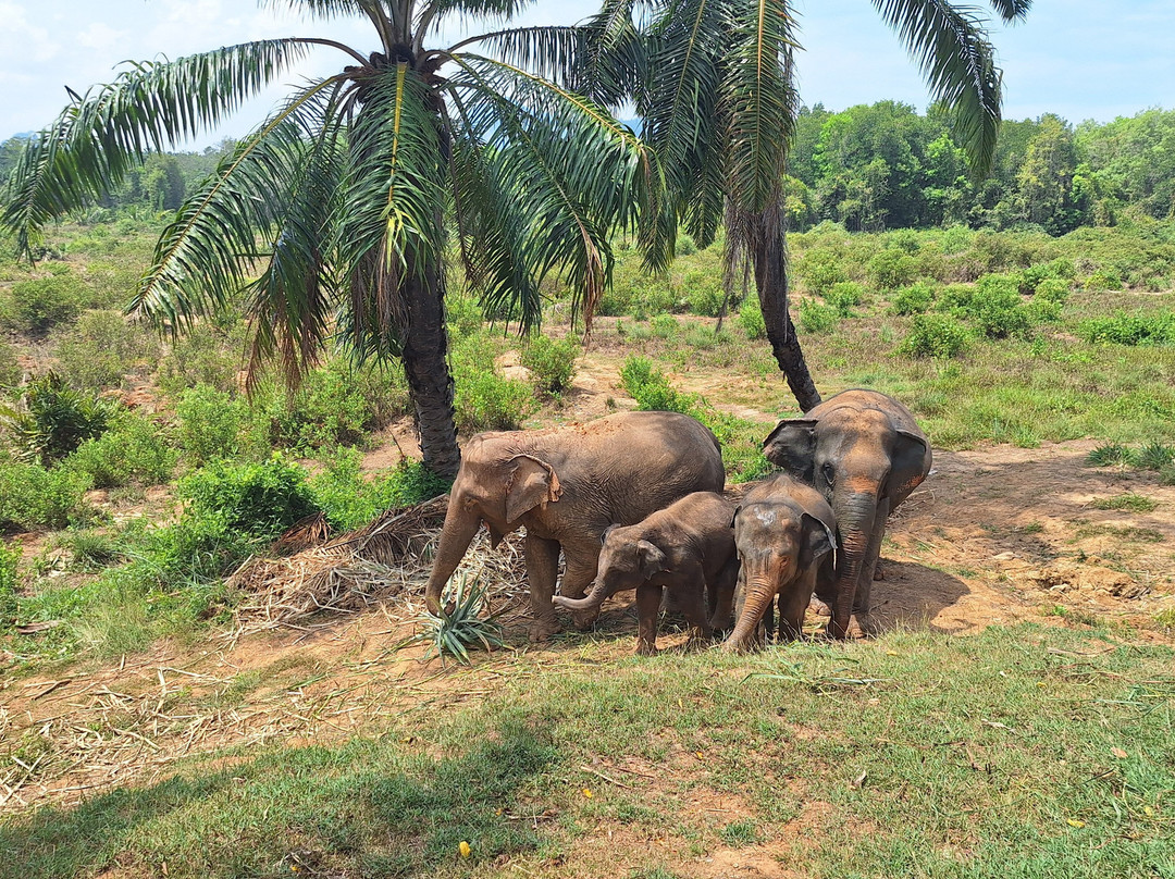 Following Giants - Krabi-Khlong Hin必去景点