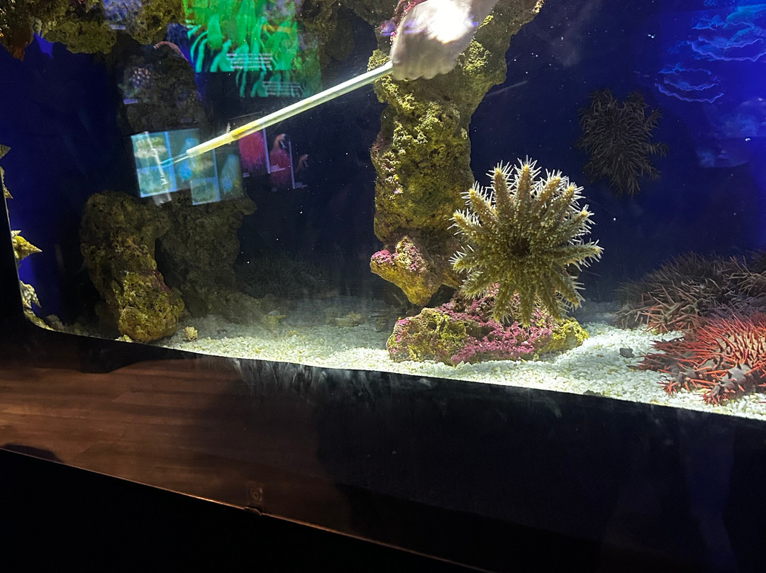 Underwater Observatory Marine Park-埃拉特必去景点