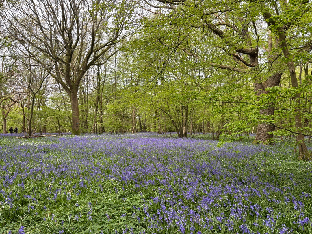 Arlington Bluebell Walk-Arlington必去景点
