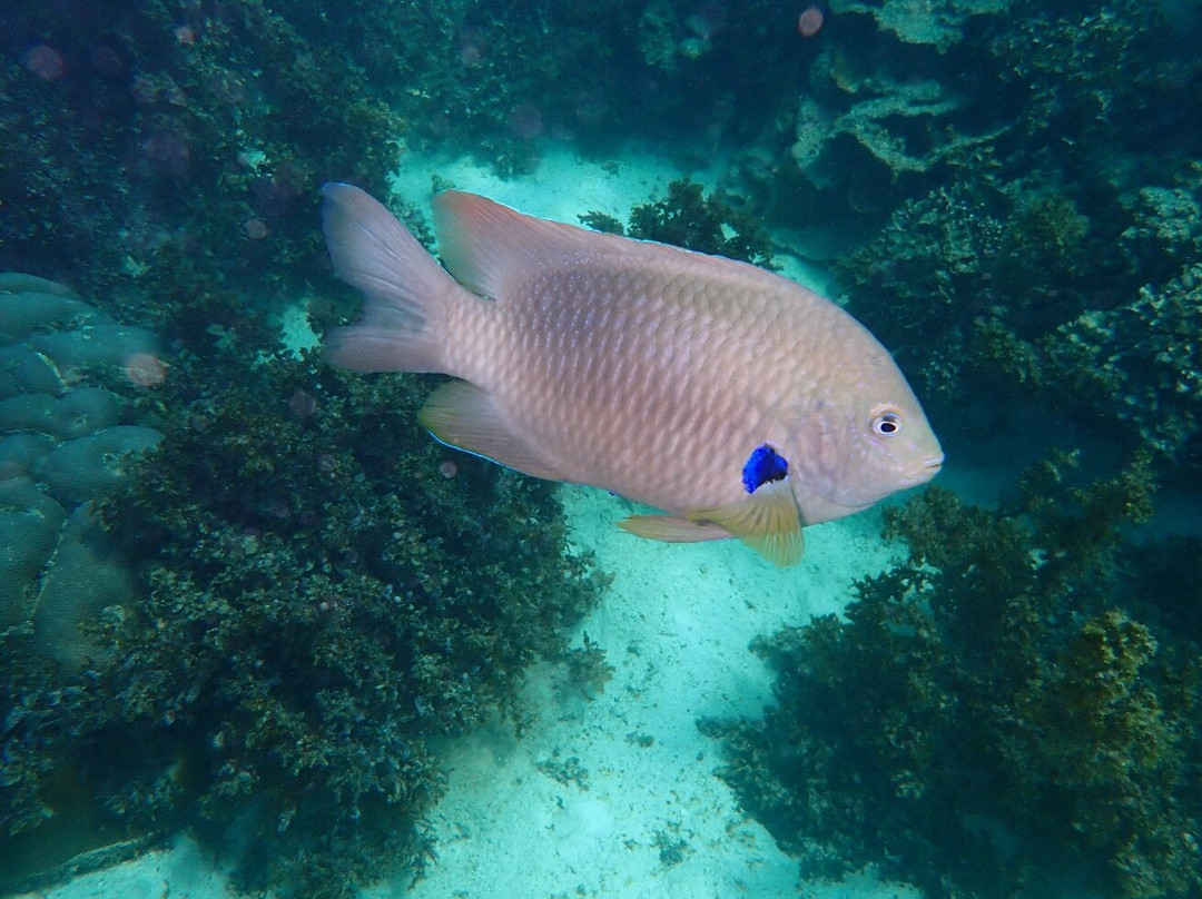 Ningaloo Reef Dive & Snorkel-珊瑚湾必去景点