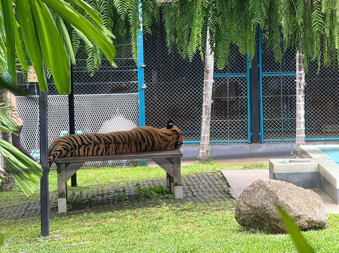 Tiger Kingdom Phuket-卡图必去景点