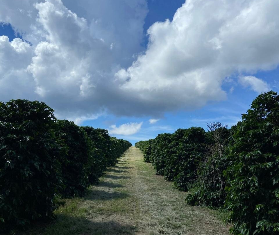 Do Genoma a Xicara-Espirito Santo Do Pinhal必去景点