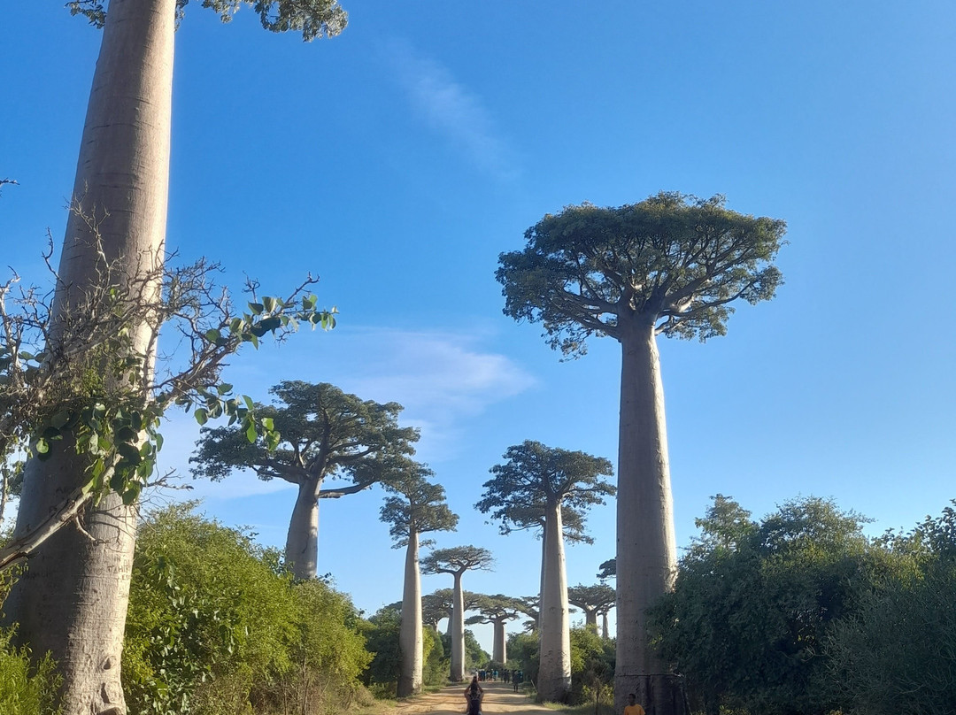 Avenue of the Baobabs-Morondava必去景点