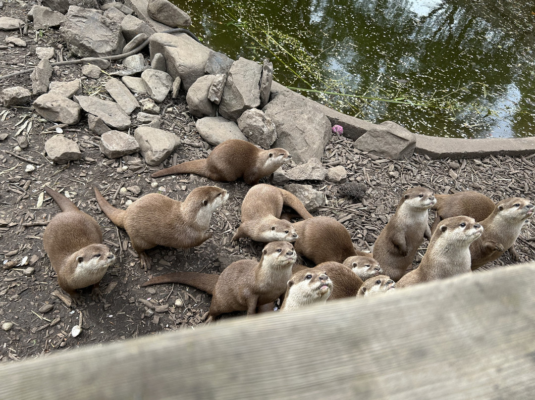 Buckfast Butterfly Farm And Dartmoor Otter Sanctuary-Buckfastleigh必去景点