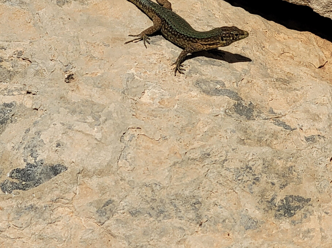 Sa Dragonera National Park-马洛卡岛必去景点