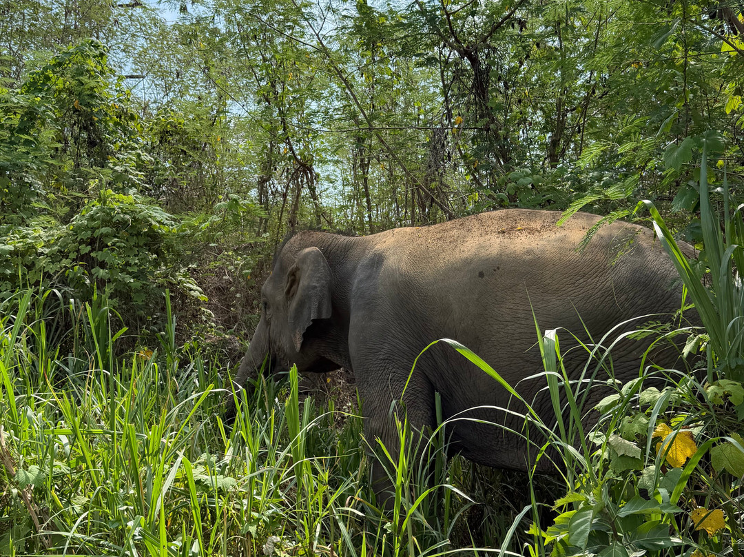 The Lake Phuket Elephant Home-Thep Krasatti必去景点