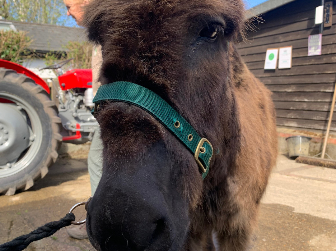 Brockenhurst Donkey Walks-Brockenhurst必去景点