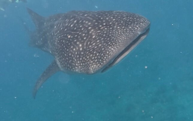 Diving Bluetribe Moofushi-南阿里环礁必去景点