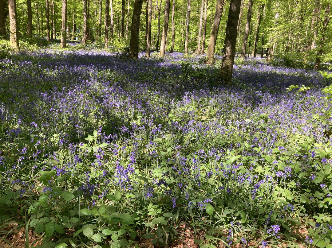 National Trust - Ashridge Estate-Berkhamsted必去景点