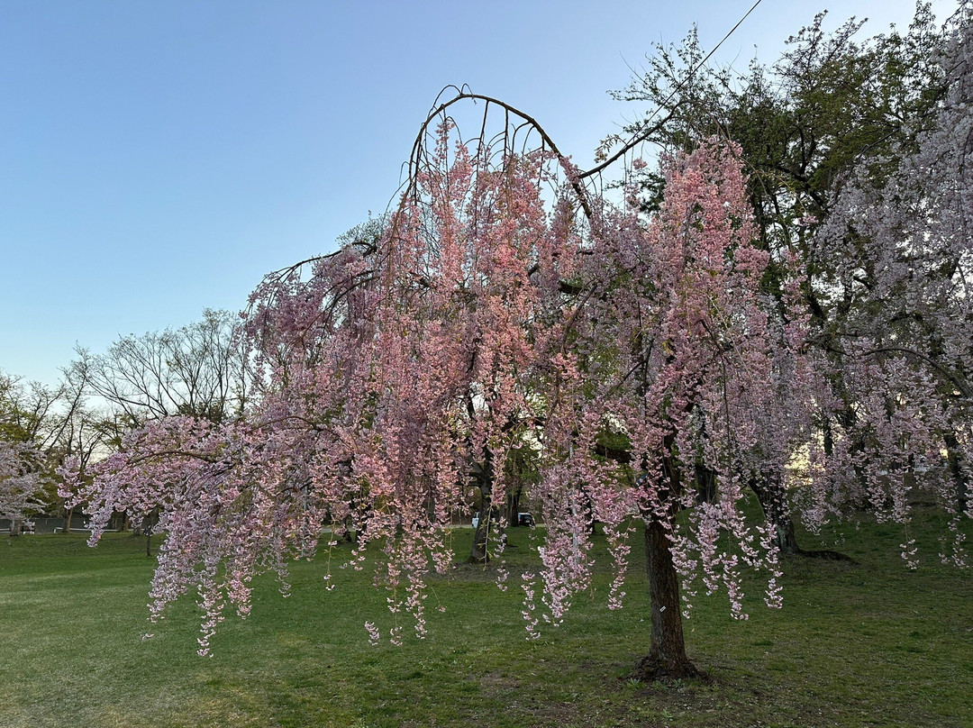 Hirosaki Cherry Blossom Festival-弘前市必去景点