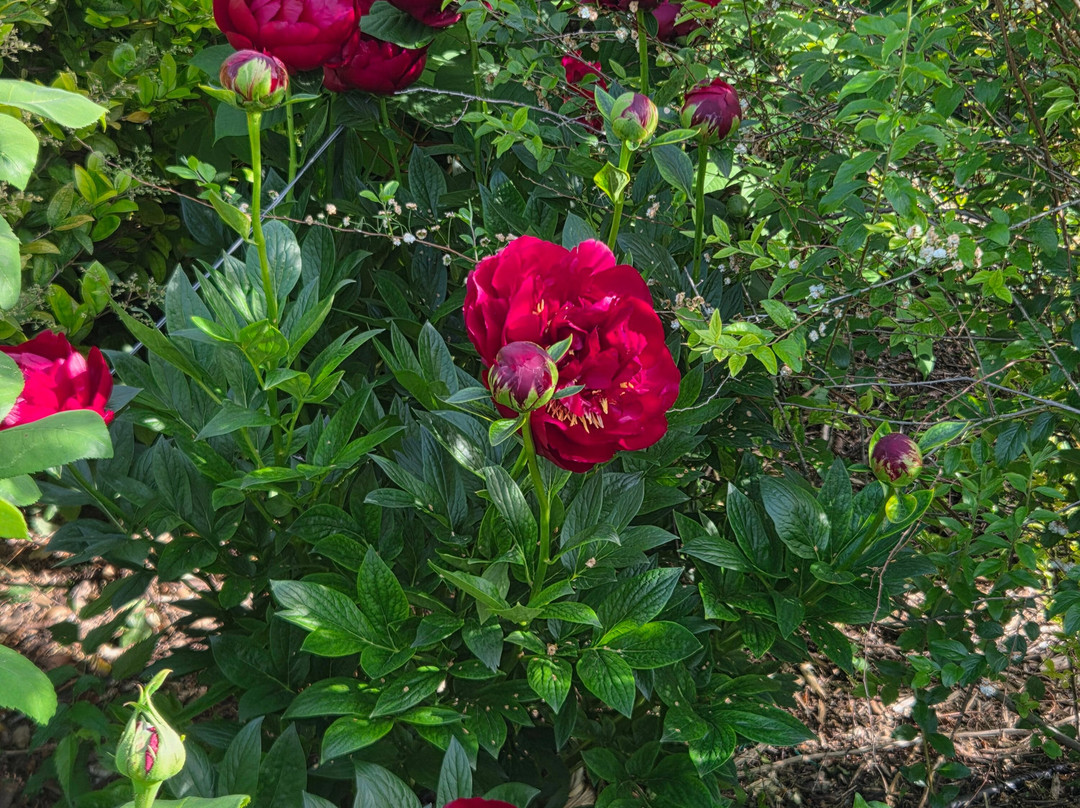 Il Giardino di Casa Biasi-Pesina必去景点