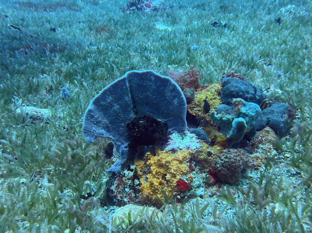 Scubaqua Dive Center-圣尤斯泰希厄斯岛必去景点