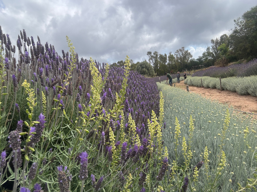 Bee Garden Alghero-阿尔盖罗必去景点