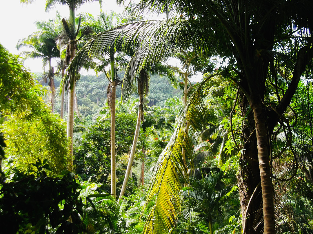 Flower Forest-Saint Thomas Parish必去景点