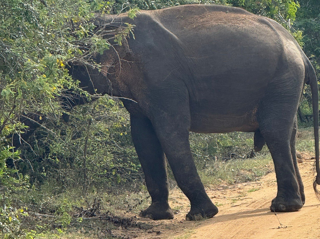 Yala Lahiru Safari-蒂瑟默哈拉默必去景点