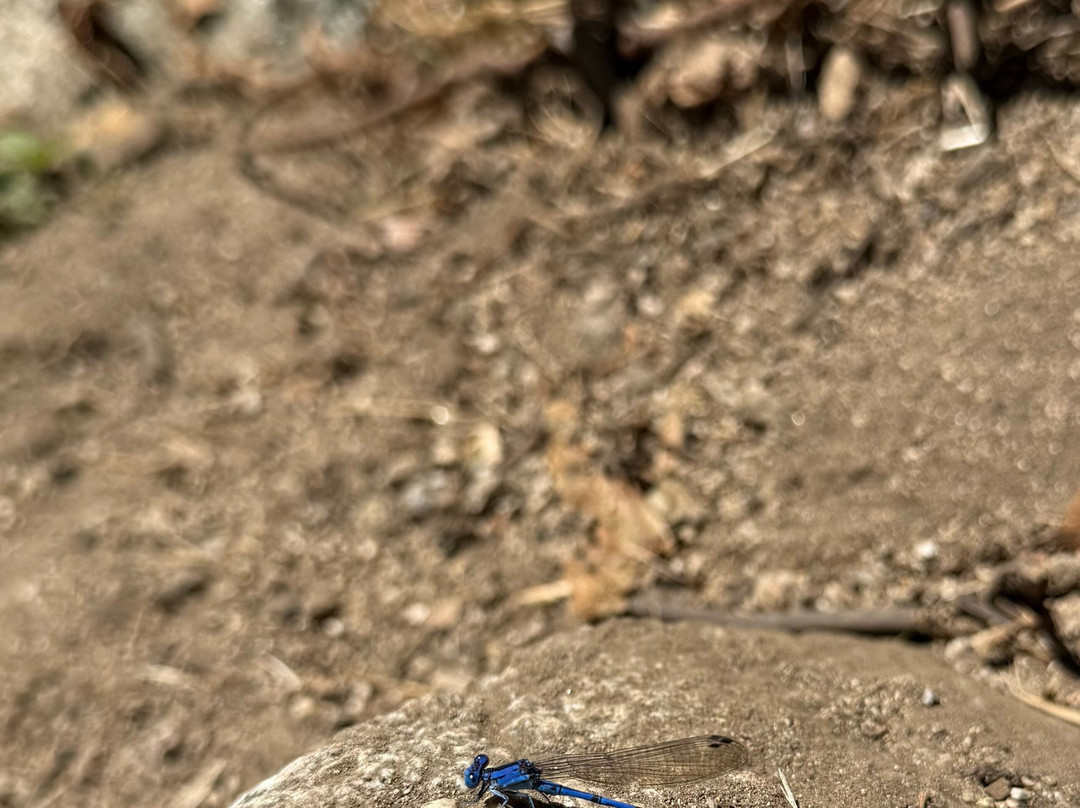 Monrovia Canyon Park-蒙罗维亚必去景点