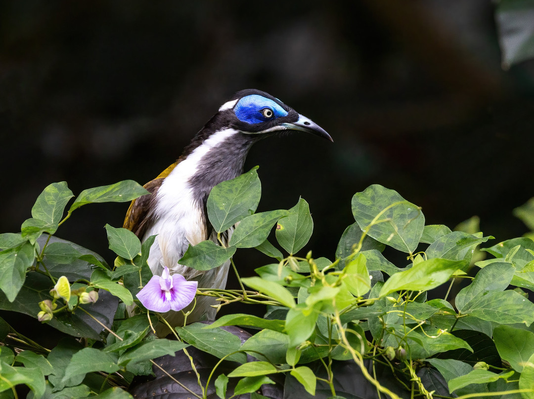 Birdwatching Tropical Australia-Mossman必去景点