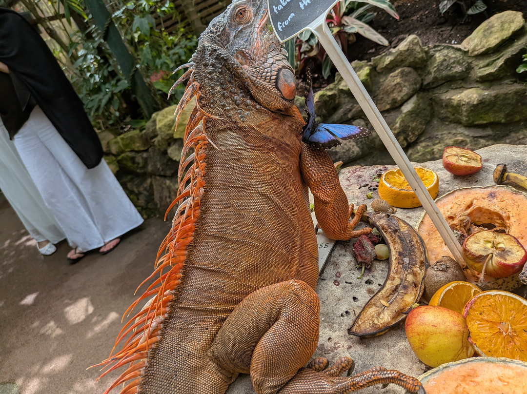 Stratford Butterfly Farm-埃文河畔斯特拉特福必去景点