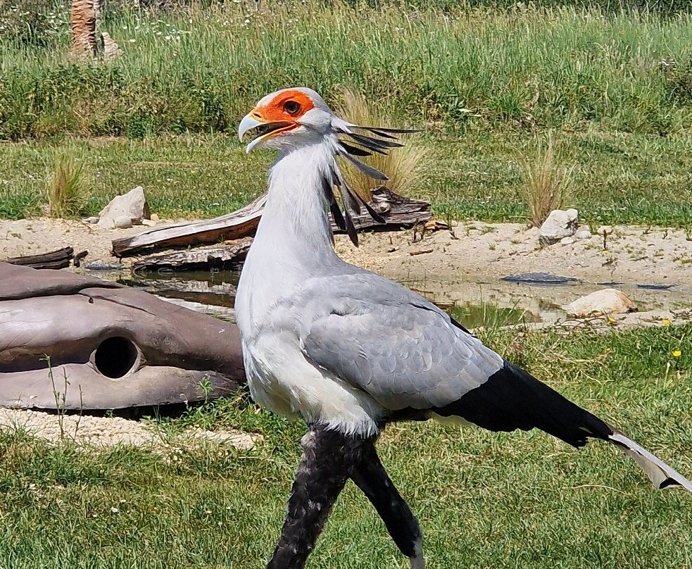 Hawk Conservancy Trust Bird of Prey Centre-Andover必去景点