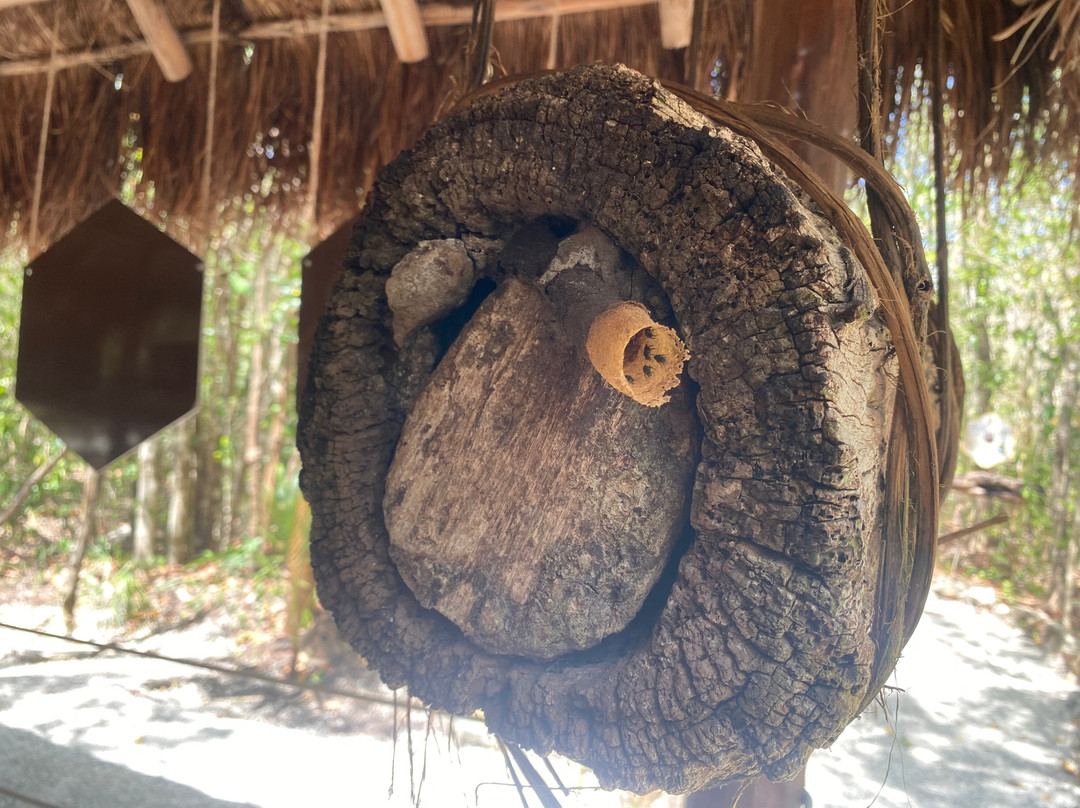 Mayan Bee Sanctuary-San Miguel de Cozumel必去景点