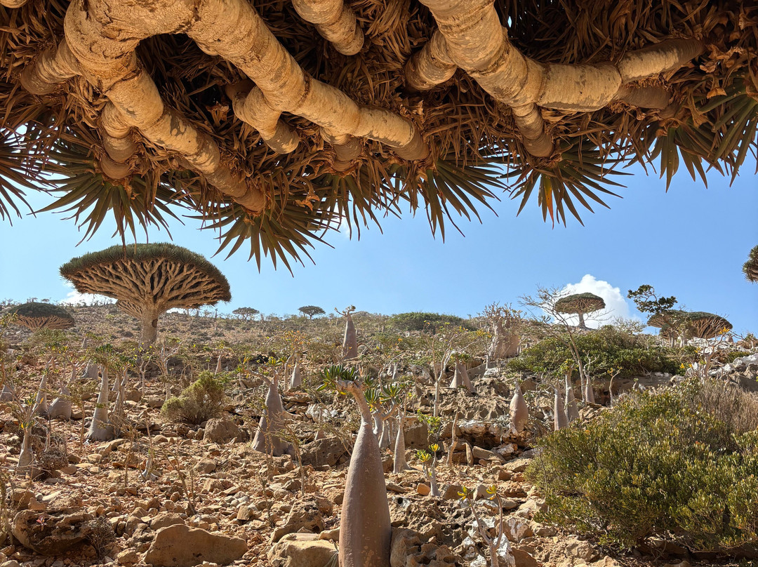 Embrace Socotra-Hadiboh必去景点