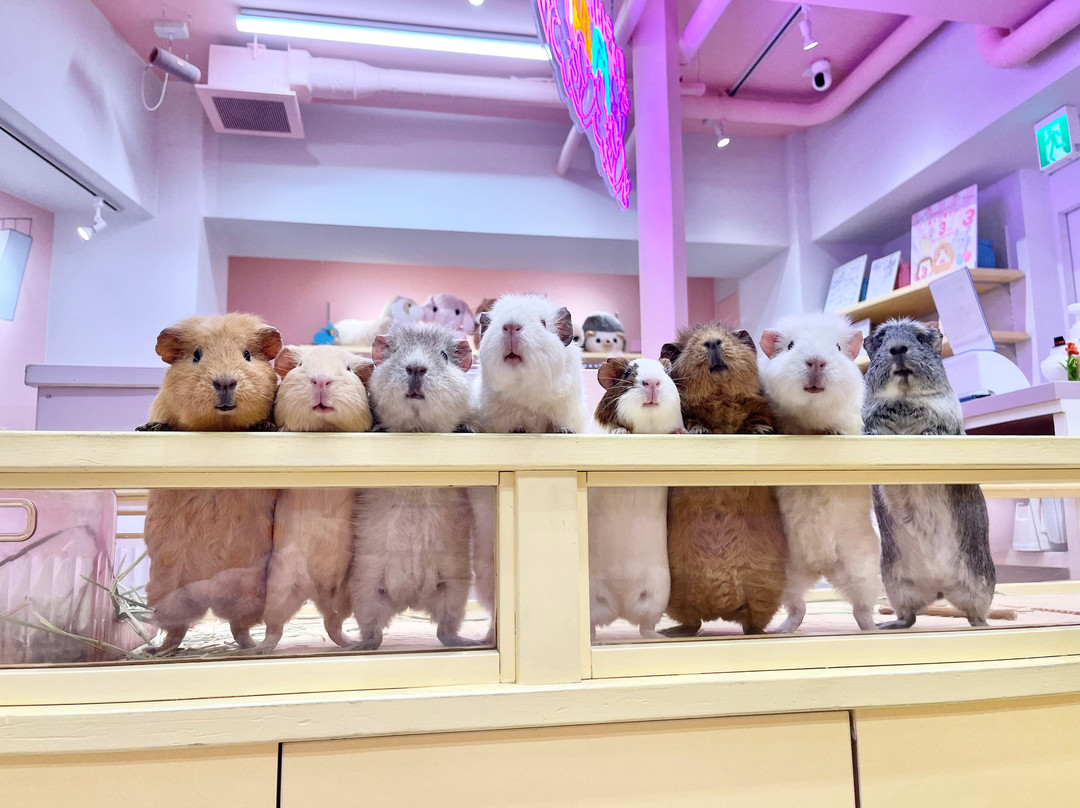 Harajuku Kawaii Land Kyun Kyun